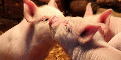 Baylham-House-Farm-Ipswich