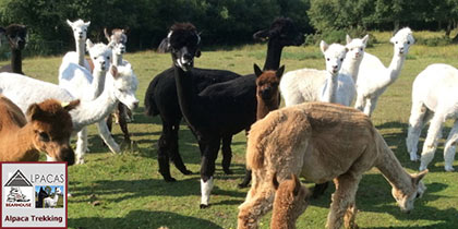 Bearhouse-Alpacas-Sidbury