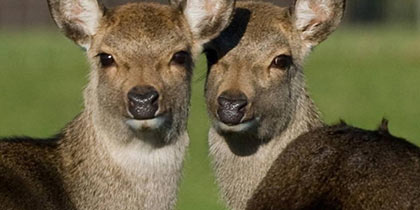 Bucklebury-Farm-Park-Reading