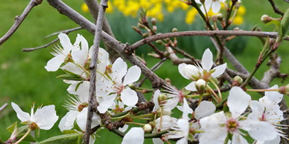 Castle-Bromwich-Hall-Gardens-Birmingham