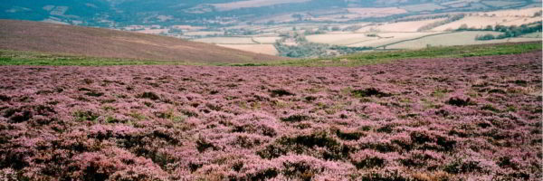 Days Out In Somerset