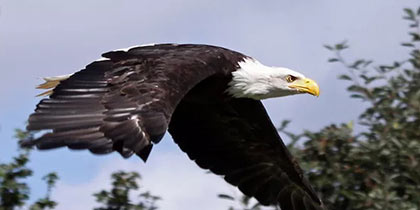 Eagle-Heights-Eynsford