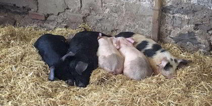 Foel Farm Park Brynsiencyn