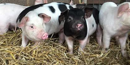 Hall Hill Farm Durham