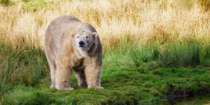Highland Wildlife Park Kincraig