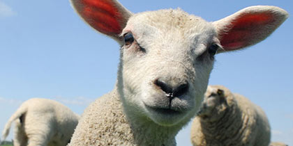 Matlock-Farm-Park-Matlock