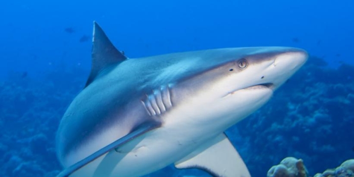 Oceanarium-Bournemouth