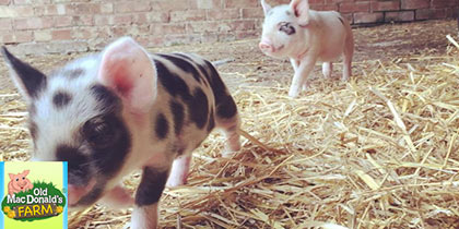 Old-McDonald’s-Farm-Brentwood