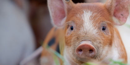 Pink Pig Farm Scunthorpe