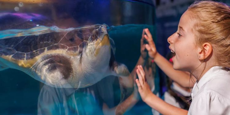 Sea Life Loch Lomond Days Out In Scotland