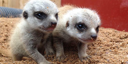 Smithills Open Farm Bolton