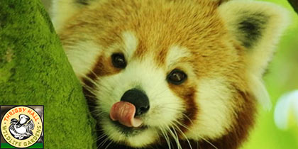 Thrigby-Hall-Wildlife-Gardens-Filby