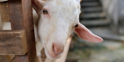 Whitehouse Farm Centre Morpeth