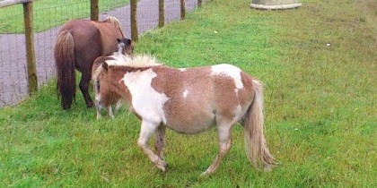 Wiggleys Farm Bridgend