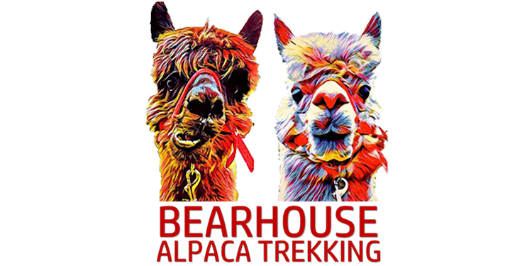 Bearhouse Alpaca Trekking (1)
