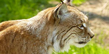 Camper Down Wildlife Centre Coupar Angus