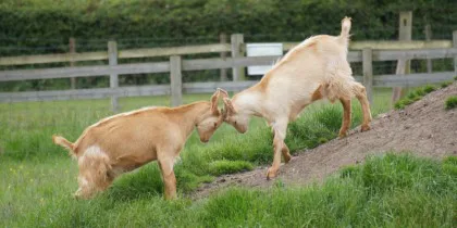 Gorse Hill City Farm, Leicester