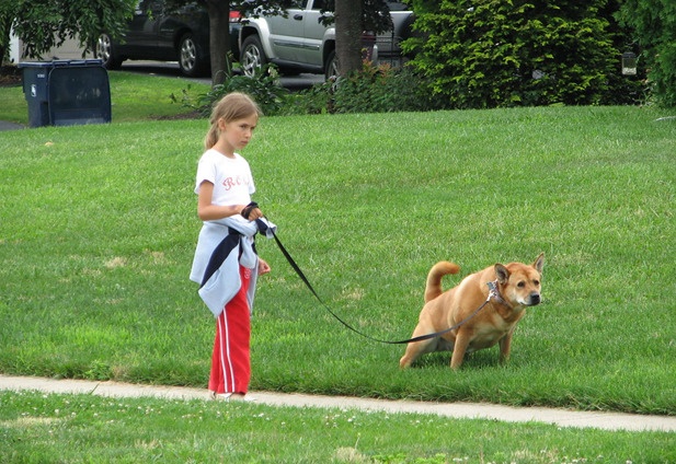 Dog Walker