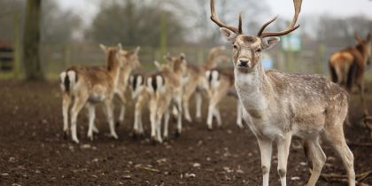White Post Farm, Farnsfield