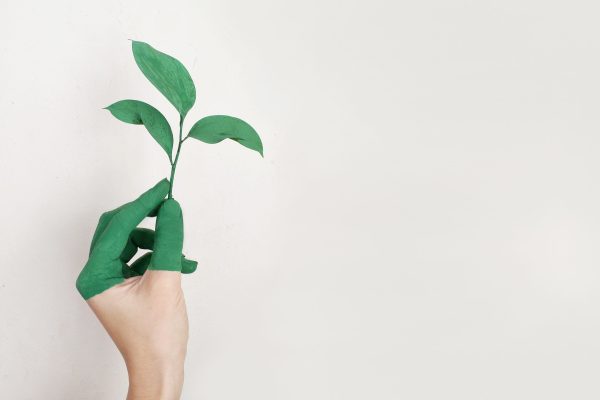 Canva Person's Left Hand Holding Green Leaf Plant