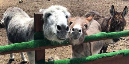 Spitalfields City Farm, Spitalfields