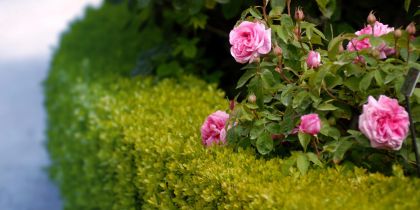 The Alnwick Garden, Alnwick