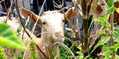 Vauxhall City Farm, Vauxhall
