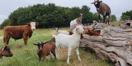 Willows Activity Farm St Albans