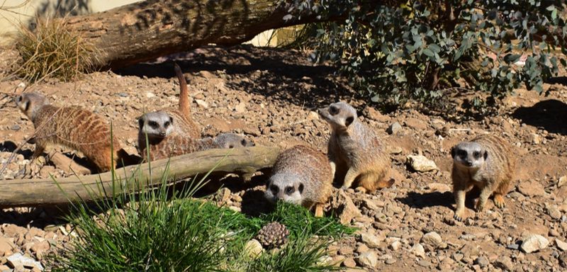 Filey Garden and Animal Park Meerkats