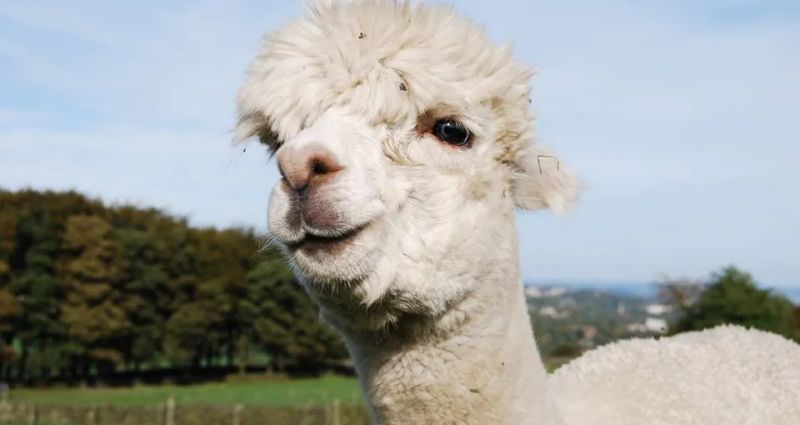 Mayfield Alpacas Animal Park Alpaca