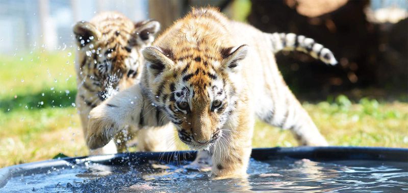 Yorkshire Wildlife Park Tiger Cubs