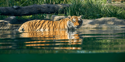 Paradise Wildlife Park Jpeg