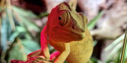 Plantasia Swansea Jpeg