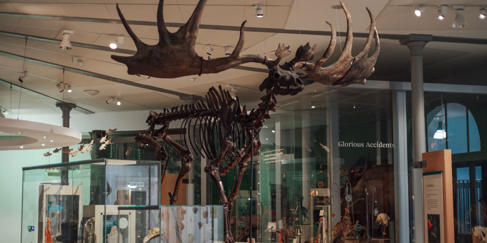 Leedscitymuseum1000x500