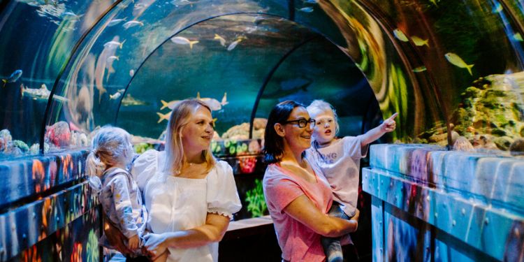 Sea Life Brighton Days Out In East Sussex