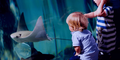 Sea Life Manchester