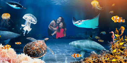 Sea Life