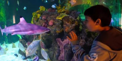 Great Yarmouth Seal Life Jpeg