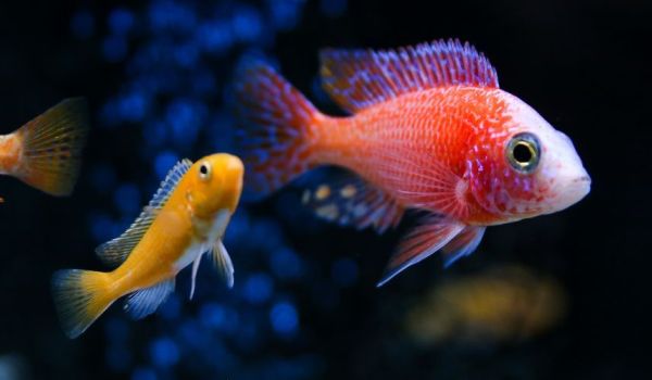 Aquariums in the UK