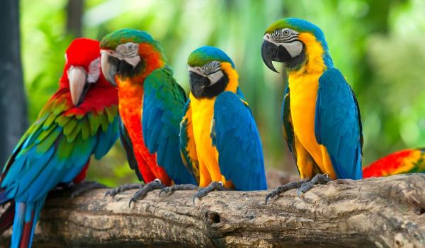 Bird Parks in the UK