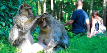 Monkey Forest Jpeg