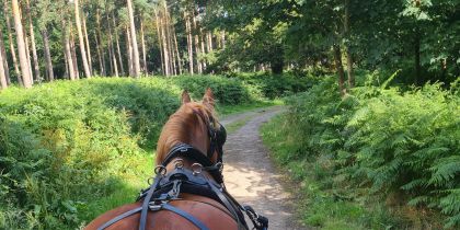 Little Skipwith Carriage Rides Jpeg