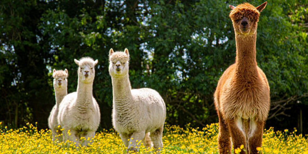 Hopefield Animal Sanctuary