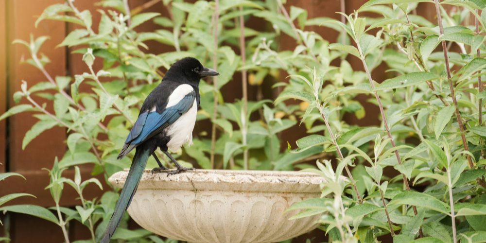 Low Maintenance Garden Ideas For Busy Families