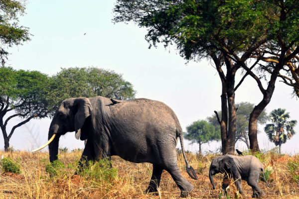 Best Places In Tanzania For Big 5