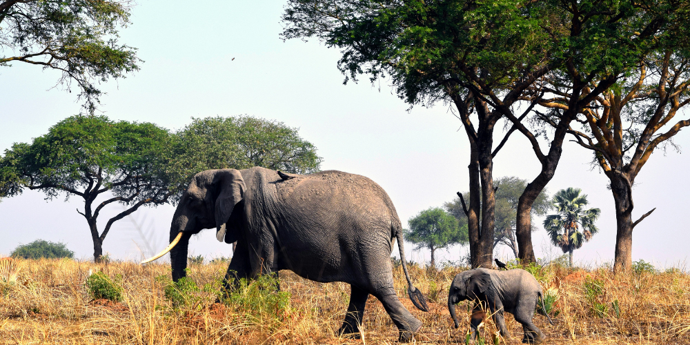Best Places In Tanzania For Big 5