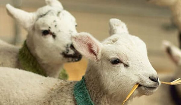 Farm Parks in the UK