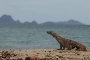 Komodo Dragon Beautiful Nature Habitat Famous Island Indonesia