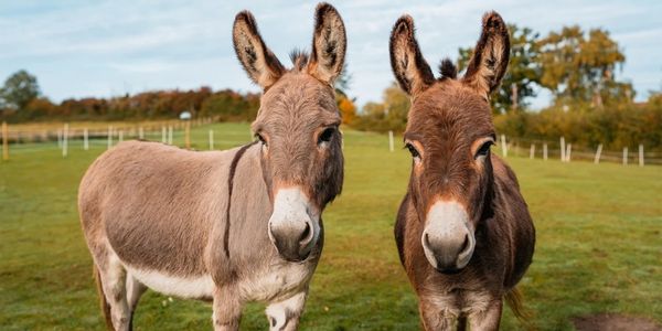 The Donkey Sanctuary