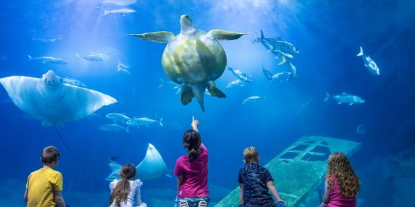The National Marine Aquarium Plymouth